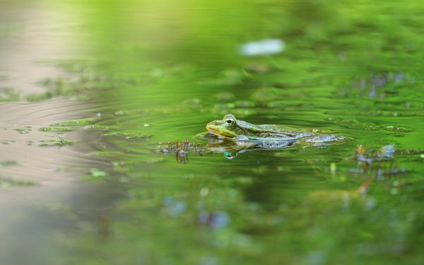 Болото с жабами