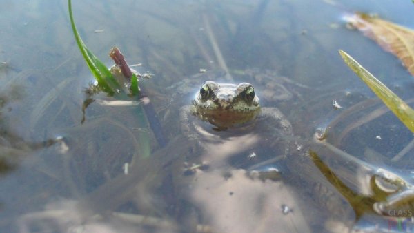 Лягушки озеро