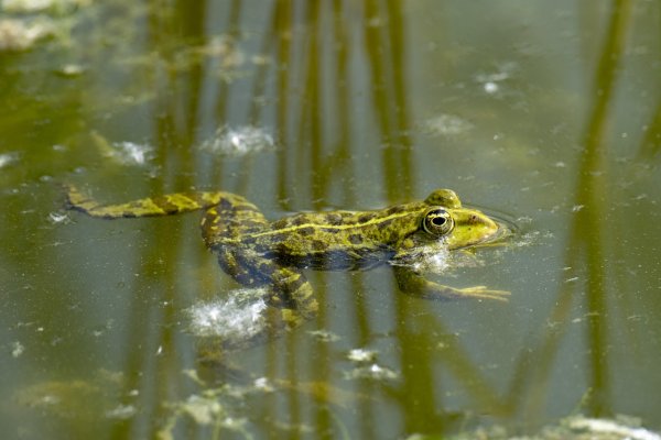 Озеро лягушатник