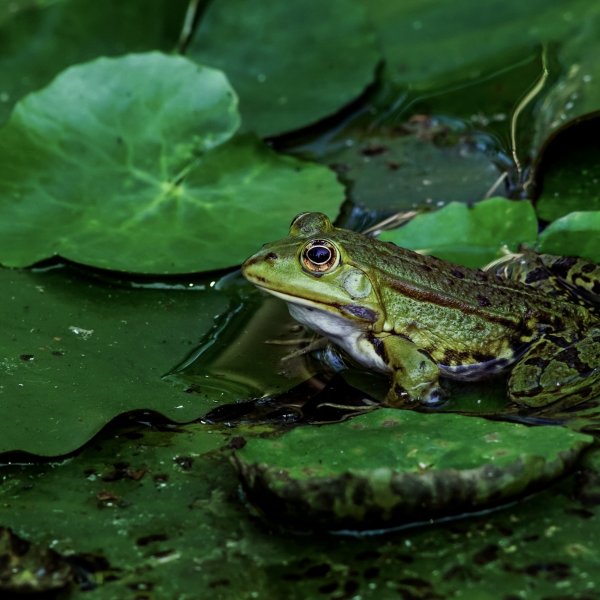 Головастик травяной лягушки