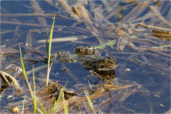 Жаба в пруду