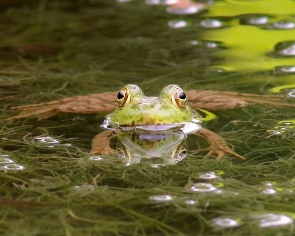 Болото с лягушками
