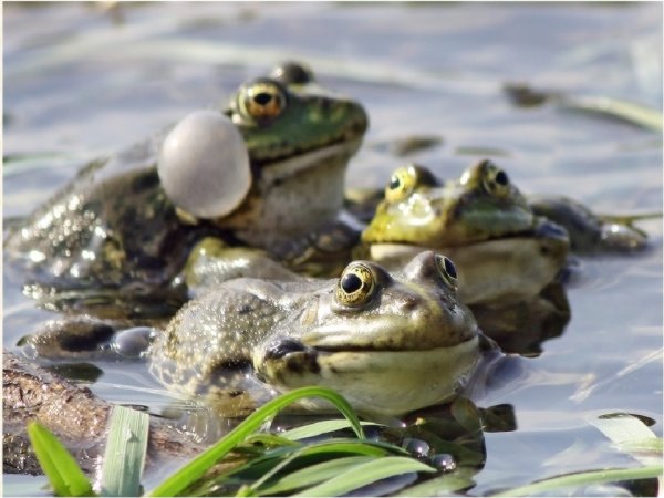 Болотная жаба