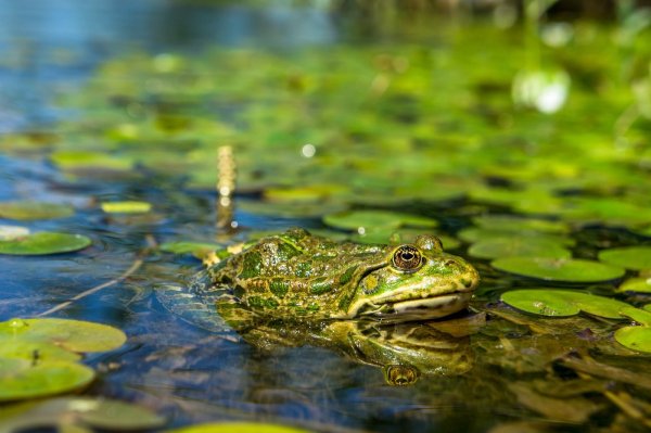 Лягушка Болотная