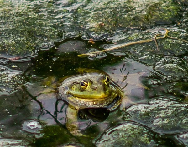 Жаба в болоте