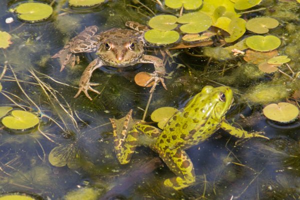 Лягушка Прудовая среда обитания
