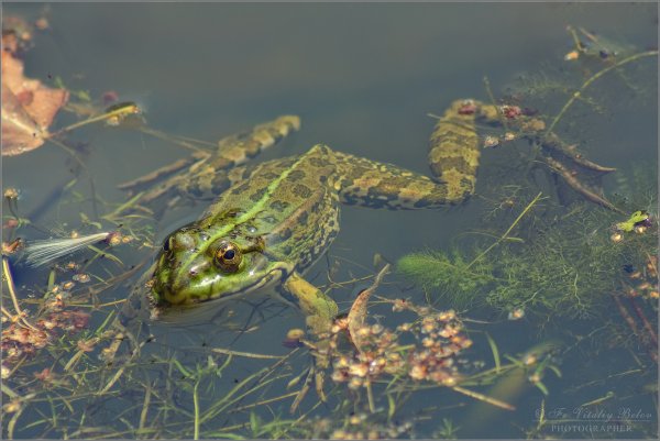 Лягушка пресных водоемов