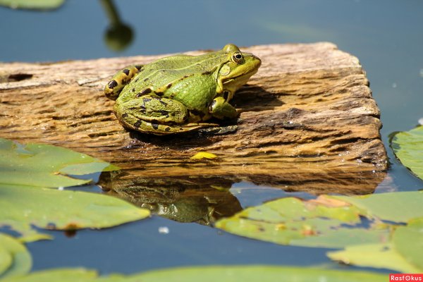Обыкновенная Болотная лягушка
