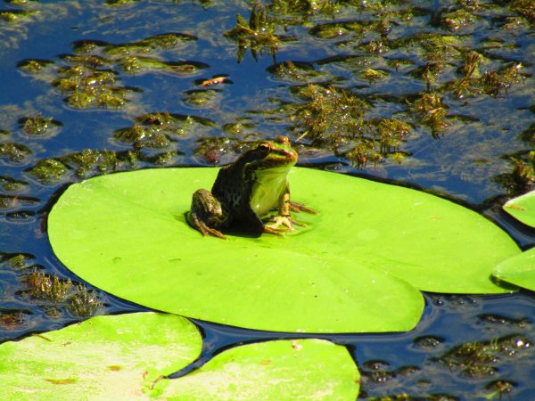 Болото с кувшинками и лягушками