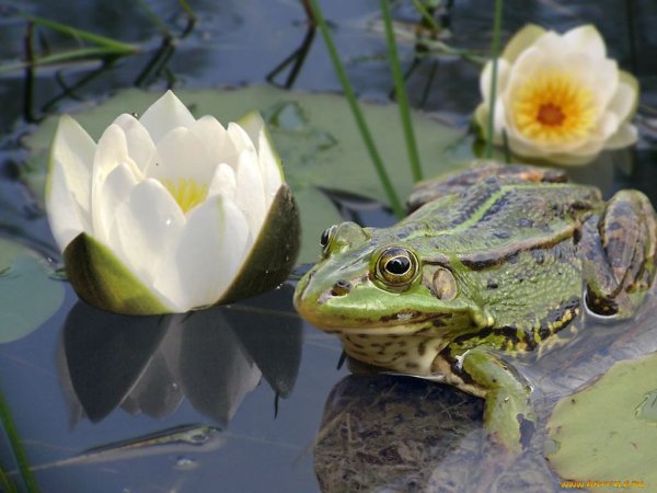 Болото с кувшинками и лягушками