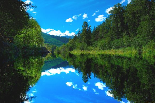 Красивая река в лесу