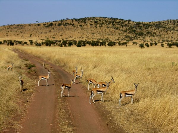 Серенгети Танзания заповедник