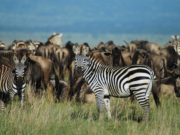 Национальный парк Танзании Серенгети зебры
