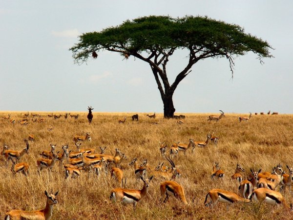 Национальный парк Серенгети Танзания
