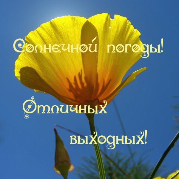 Хороших солнечных выходных