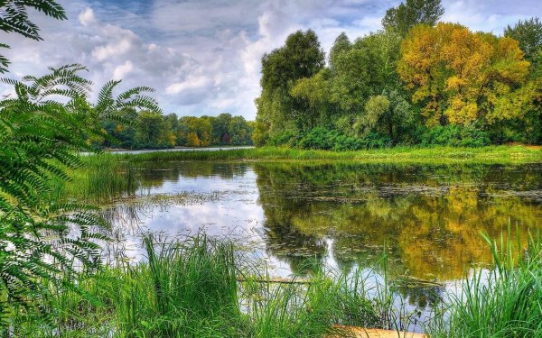 Тихая заводь пруда