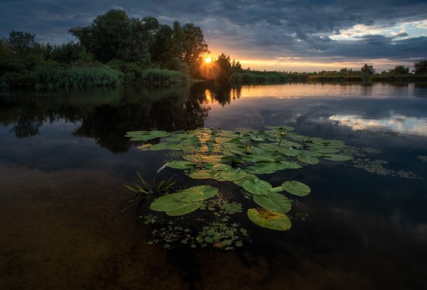 Вечер озеро кувшинка