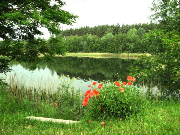 Лесной берег Долбенкино