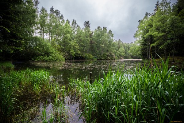 Болотная заводь