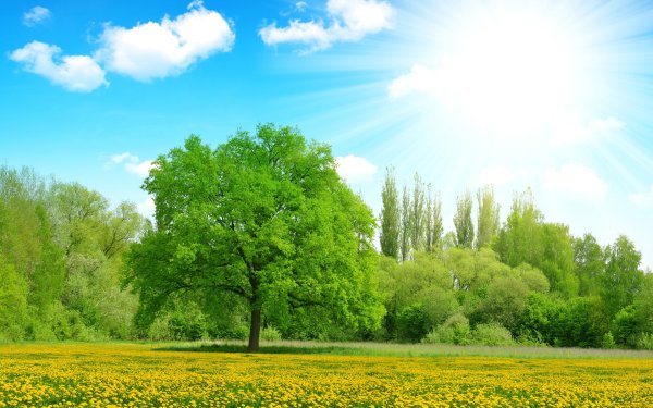 Солнечный пейзаж