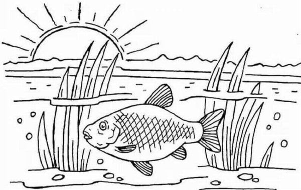 Речные рыбы раскраска