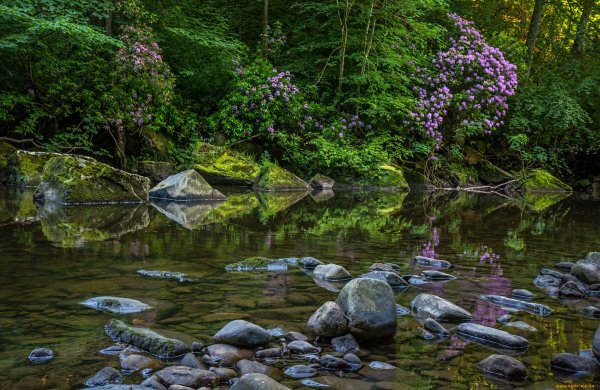 Лес ручей цветы