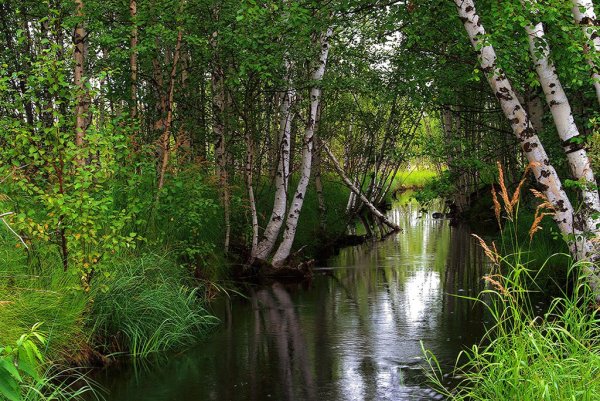 Ручей в роще