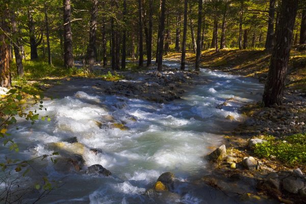 Таежный ручей в Подмосковье