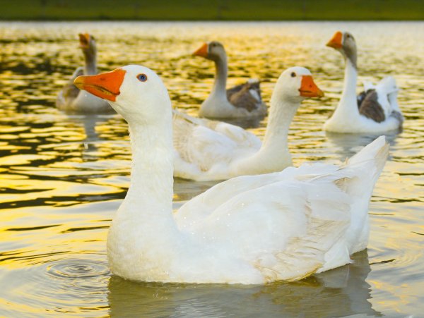 Гуси и утки