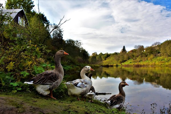 Деревня гуси река