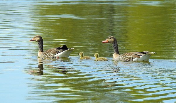 Гуси на озере