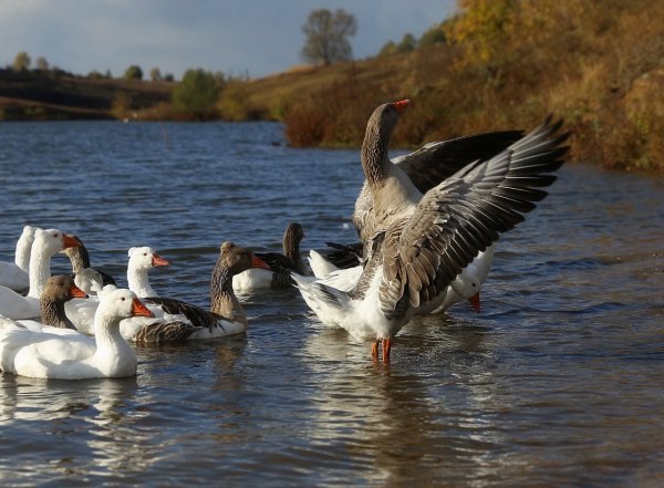С гуся вода