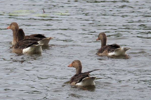 Гуси на озере