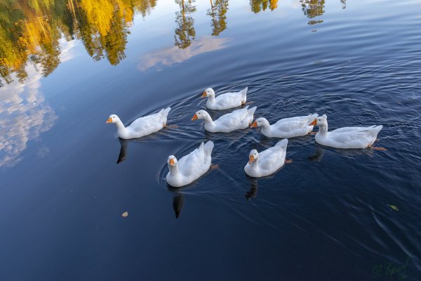 Гуси на озере
