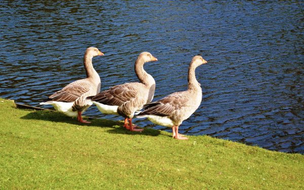 Гусята Крылья