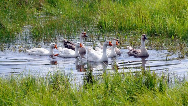 Гуси деревня лето