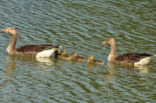 Дикие гуси с гусятами