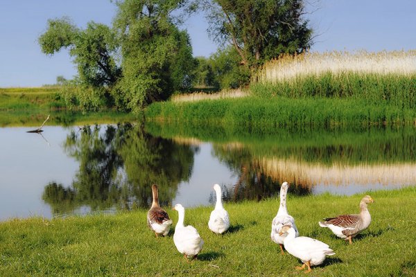 Гуси деревня лето