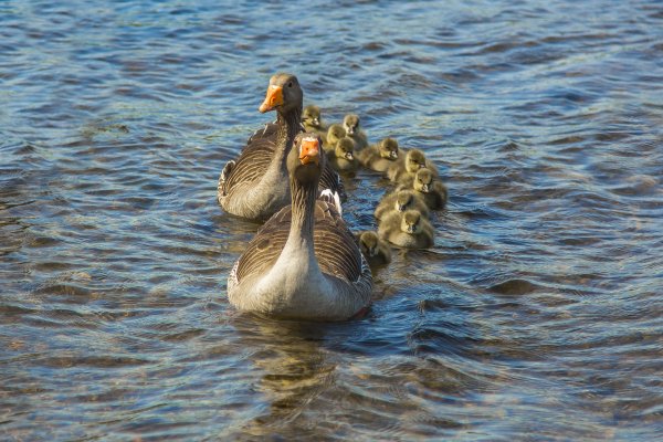 Птицы водоплавающие озера
