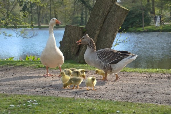 Башкирский Гусь