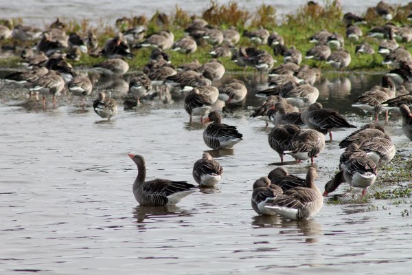 Водоплавающие перелетные птицы Киргизии