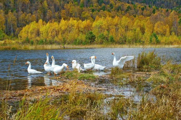 Гусь на озере осень