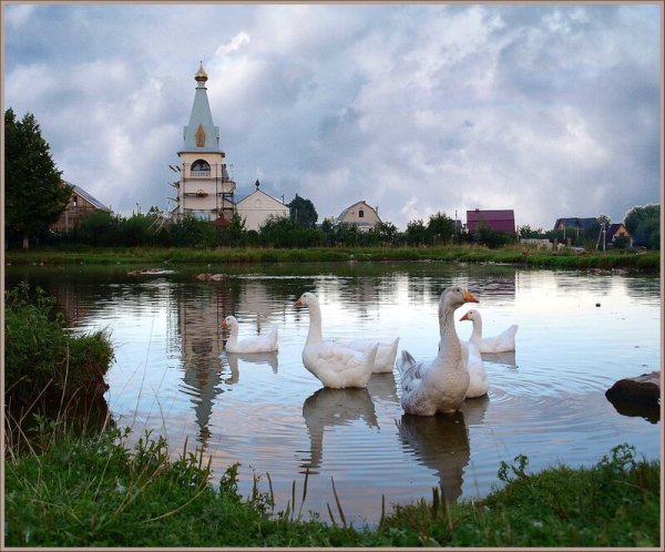 Суздаль храм белый лебедь