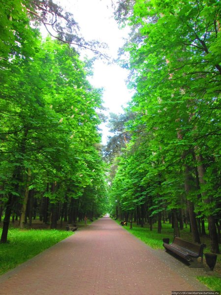 Челюскинский парк в Минске