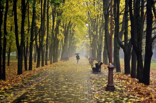 Прогулка по аллее