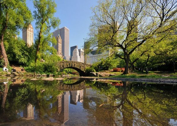 Пруд в Центральном парке Нью-Йорка