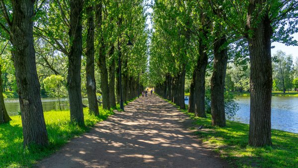 Парк Победы СПБ Липовая аллея