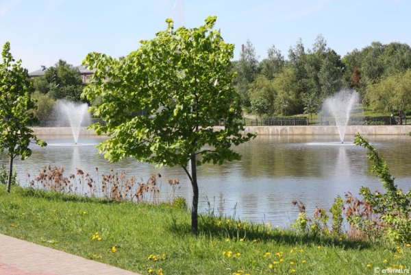 Мытищинский парк