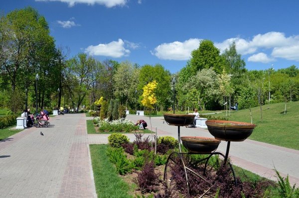 Дуб Мытищинский парк