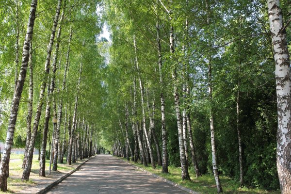 Софрино парк территория